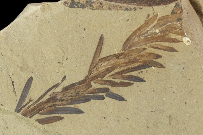 Metasequoia (Dawn Redwood) Fossils - Montana #102322